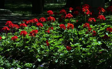 Rode bloemen in het park.