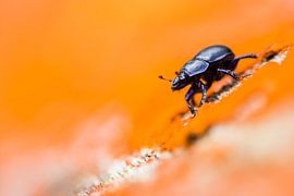 The forest dung beetle by Danny Slijfer Natuurfotografie