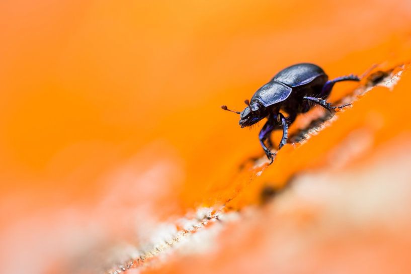 The forest dung beetle by Danny Slijfer Natuurfotografie