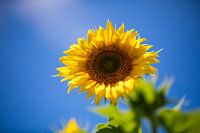 Sun in your heart