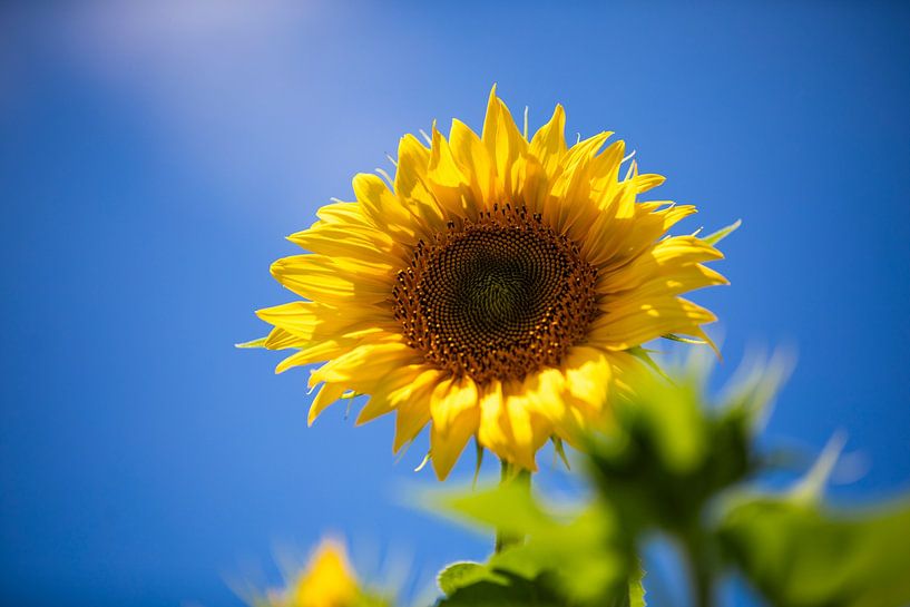 Sun in your heart by Jos Elve