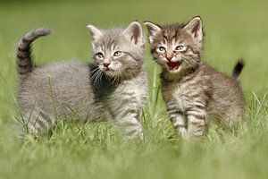 Cats