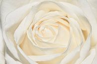 Close-up van een witte roos van Marjolein van Middelkoop thumbnail