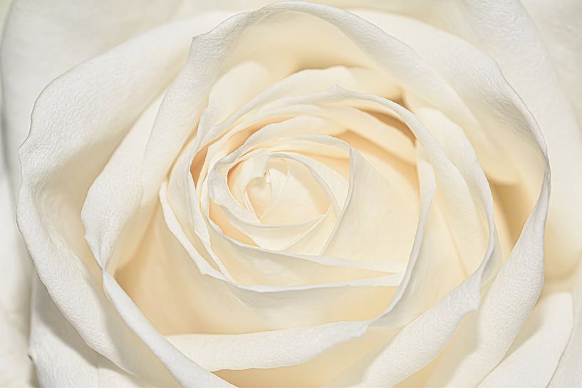 Close-up van een witte roos van Marjolein van Middelkoop