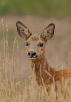 roe deer animals