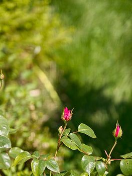 Rosenknospen