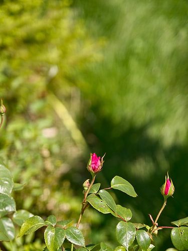 Boutons de rose
