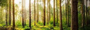 Vom Sonnenlicht durchfluteter Wald