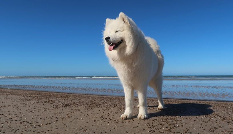 Samoyed by Bo Valentino