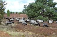 Heidschnucken kudde in de Lüneburger Heide van Karina Baumgart thumbnail