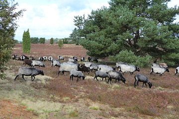 Heidschnucken kudde in de Lüneburger Heide van Karina Baumgart
