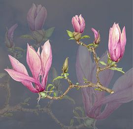 Botanical watercolor of a Magnolia soulangeana, Beaver tree by Ria Trompert