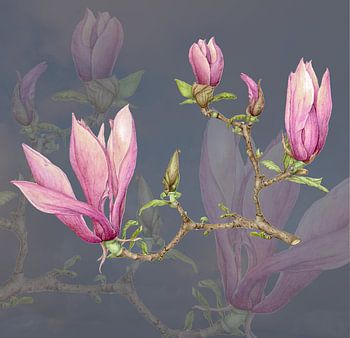 Magnolia arti