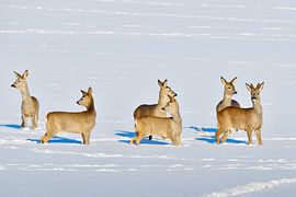 Herten in een veld in de winter van Karin Jähne
