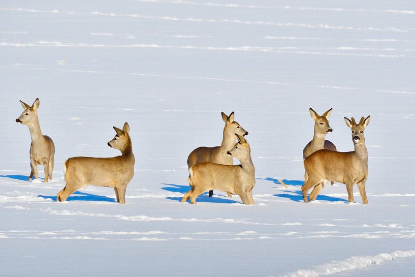 Deer in winter on a field by Karin Jähne