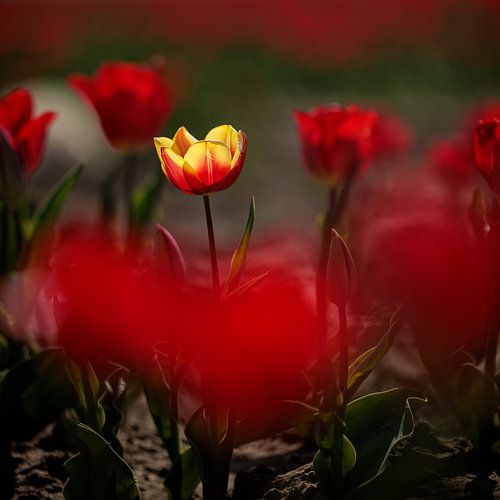 Tulpenvelden Goeree-Overflakkee