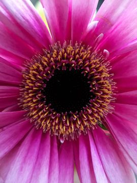 gerbera von JacQ