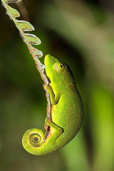 Madagaskar kameleon par Dennis van de Water