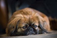 Tibetaanse Spaniël / Tibetaanse Spaniel Pekinees / Pekingees