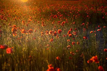 Rote Mohnblumen auf dem Feld während der goldenen Stunde