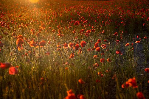 Red poppies in the field during the golden hour