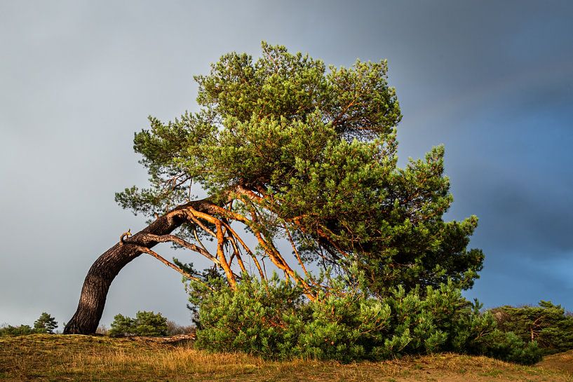 Gebogener Baum in der Abendsonne von Erwin Pilon