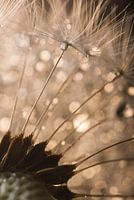 The fluff of a fluff ball with droplets (dandelion)