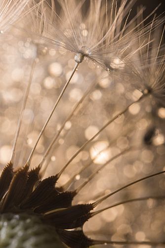 De pluisjes van een pluisbol met druppeltjes (paardenbloem)