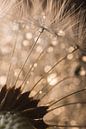 The fluff of a fluff ball with droplets (dandelion) by Marjolijn van den Berg thumbnail
