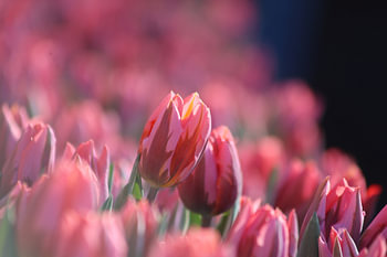 Rote Tulpen mit einem weißen Streifen