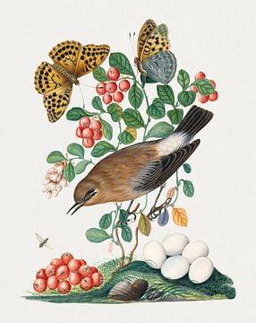 Steinschmätzer, Moosbeere, Silberfleck-Perlmutterfalter und Langbeinige Fliege aus dem Natural Histo von Studio POPPY