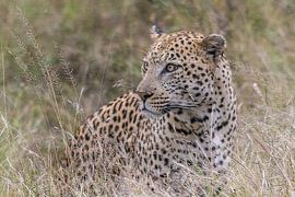 Leopard by Lucas De Beleyr