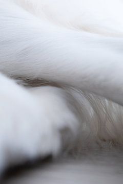Detailfotografie - Hund