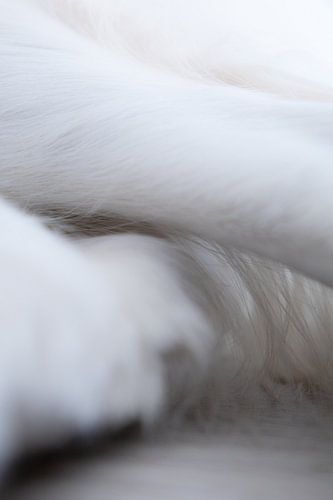 Detail photography - Dog
