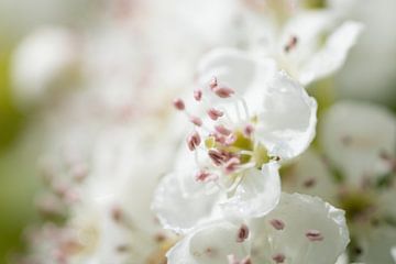 Dromerige witte bloemen. van Janny Beimers