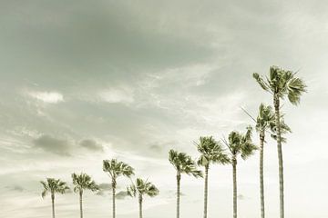 Vintage Palm Trees at the beach