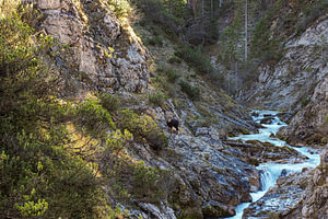 The Gleiersch Gorge in winter with snow, ice, and hanging icicles.