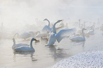 Wilde Singschwäne am Morgen