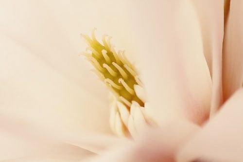 Magnolia
