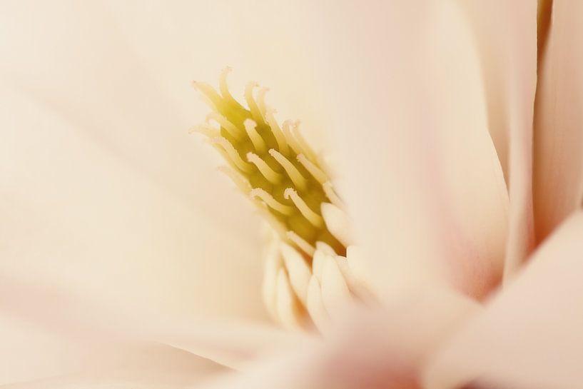 Magnolia van LHJB Photography