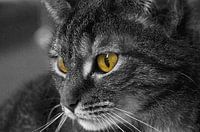 Paranormale kat