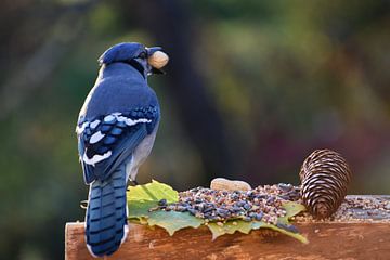 Een blauwe gaai bij de feeder in de herfst van Claude Laprise