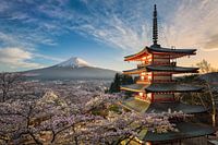 Mount Fuji mit Kirschblüten in Japan