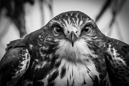 Scherpe blik van een Buizerd