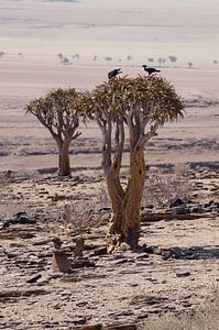 Vogels in de kokerboom van Erna Haarsma-Hoogterp