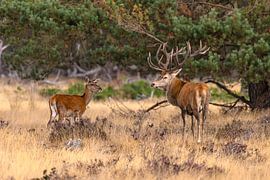 Red deer on the Hoge Veluwe, Netherlands