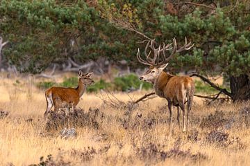 Edelherten op de Hoge Veluwe, Nederland van Gert Hilbink