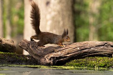 Europese rode eekhoorn - Sciurus vulgaris - op een boomstam van Leoniek van der Vliet