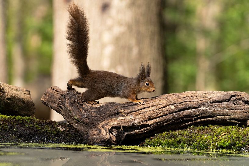 European red squirrel - Sciurus vulgaris - on a tree trunk by Leoniek van der Vliet