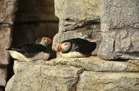 Horned puffin by Karel Frielink thumbnail
